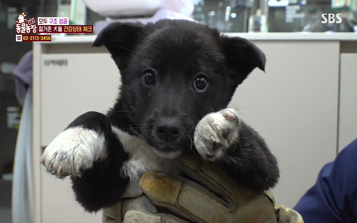 TV 동물농장.E1065.220418p-NEXT.mp4_20220417_181321.837.jpg