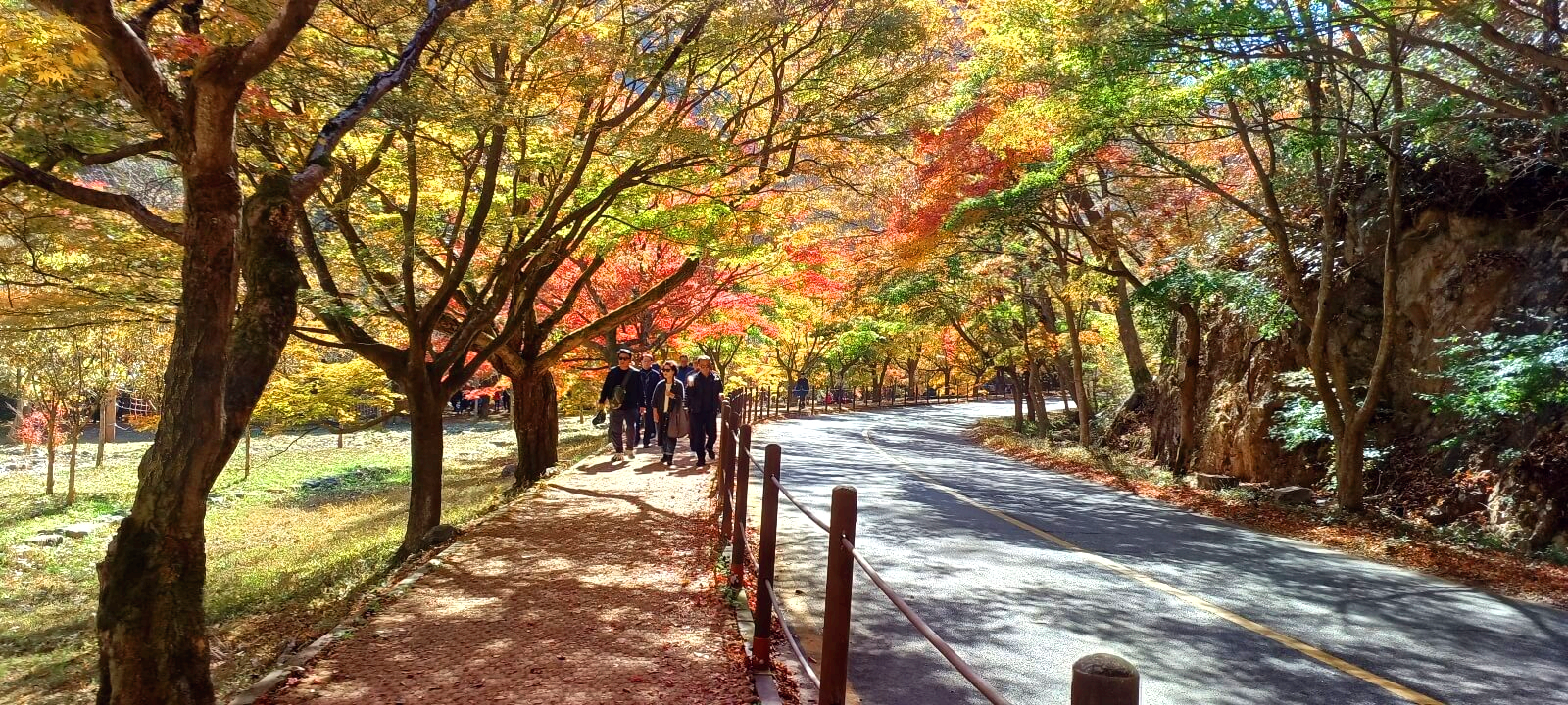 내장산단풍