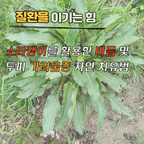 소리쟁이를 활용한 비듬 및 두피 가려움증 자연 치유법