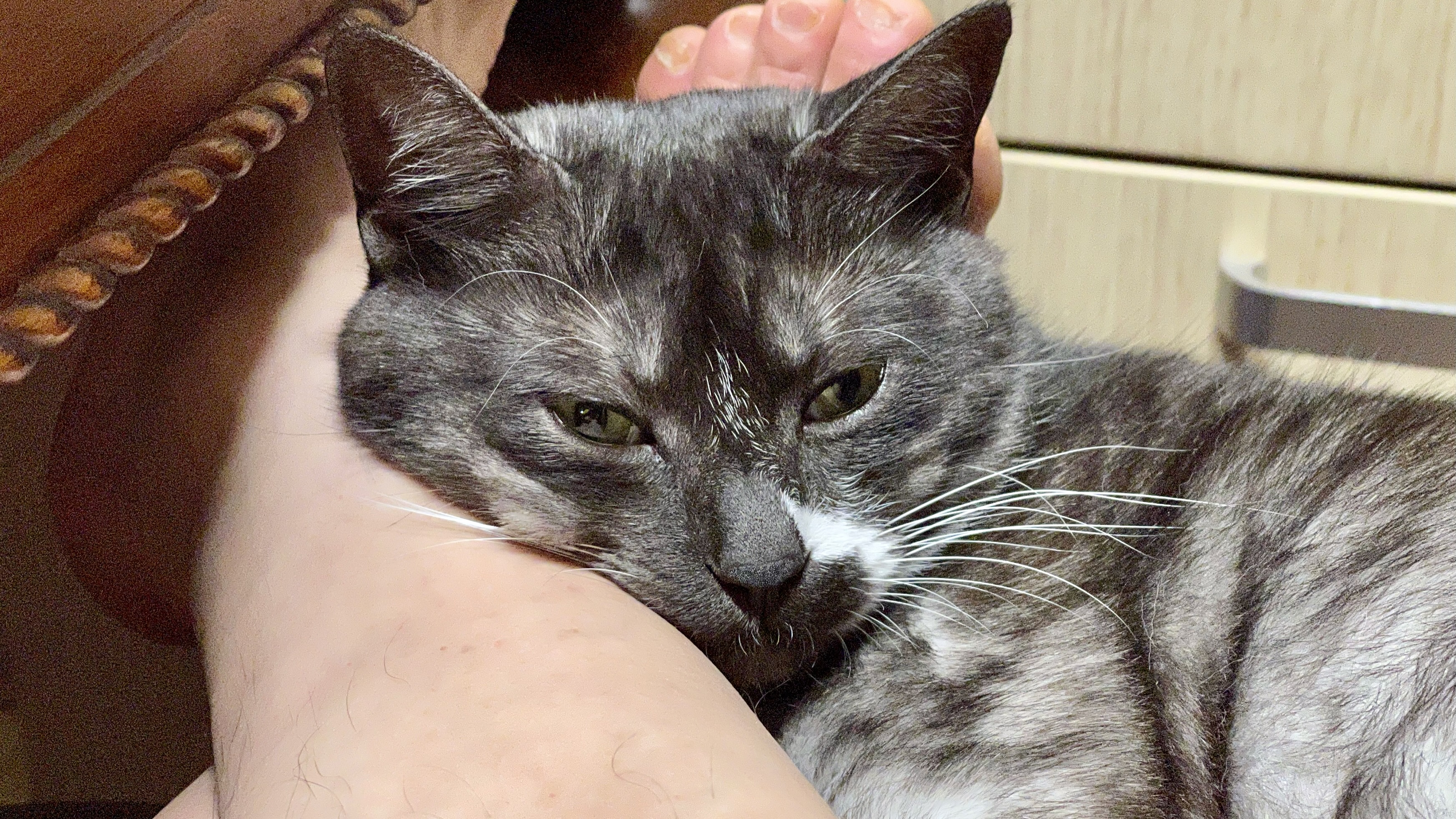 냥이_20220303 46