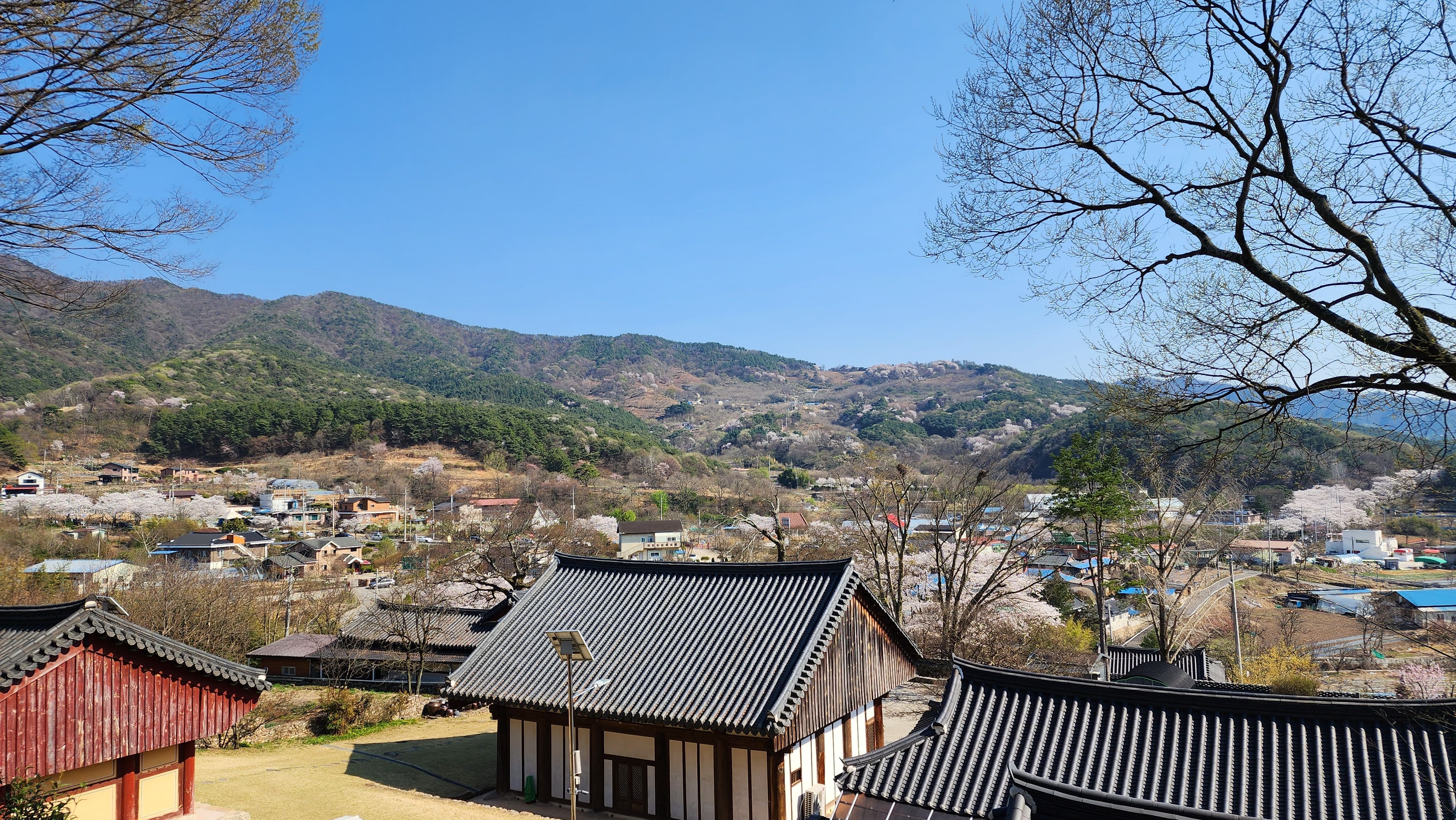 귀신사 경내 앞으로 모악산 자락의 벚꽃이 만발함