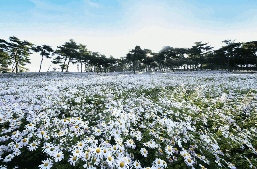 구절초 지방정원