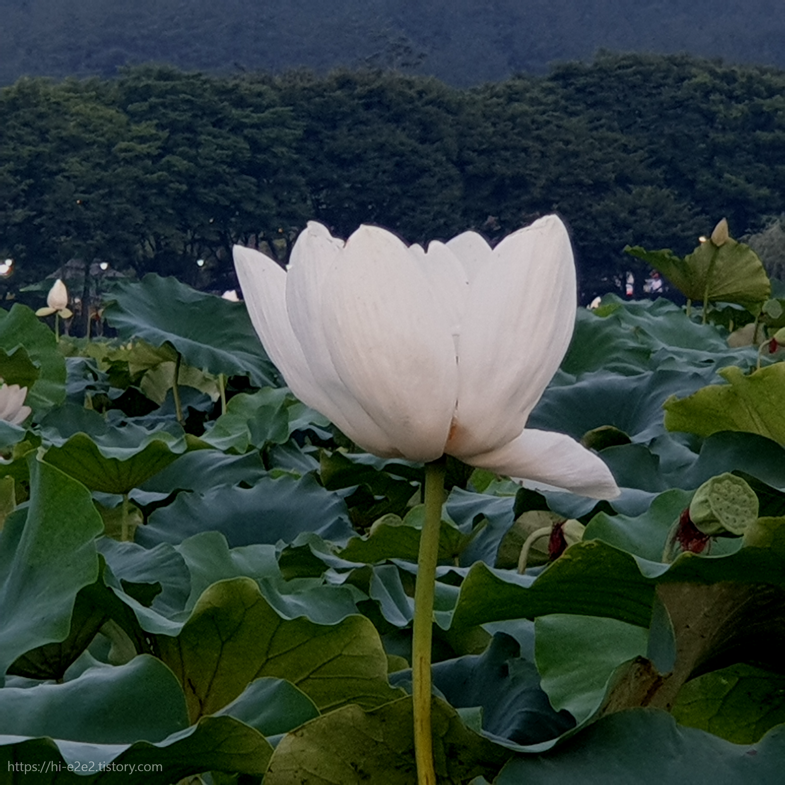 회산백련지 흰 연꽃