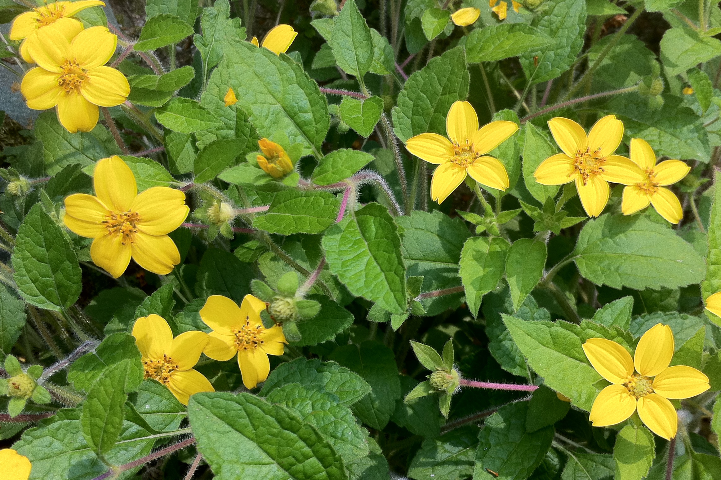  오공국화 / 황금수레꽃 (Chrysogonum virginianum L.)