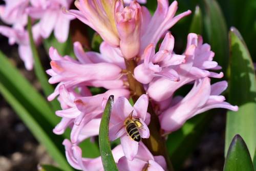 히아신스(Hyacinthus)