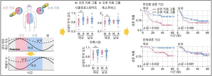 "여성 암 환자, 오후 항암치료가 효과 더 좋다" 카이스트