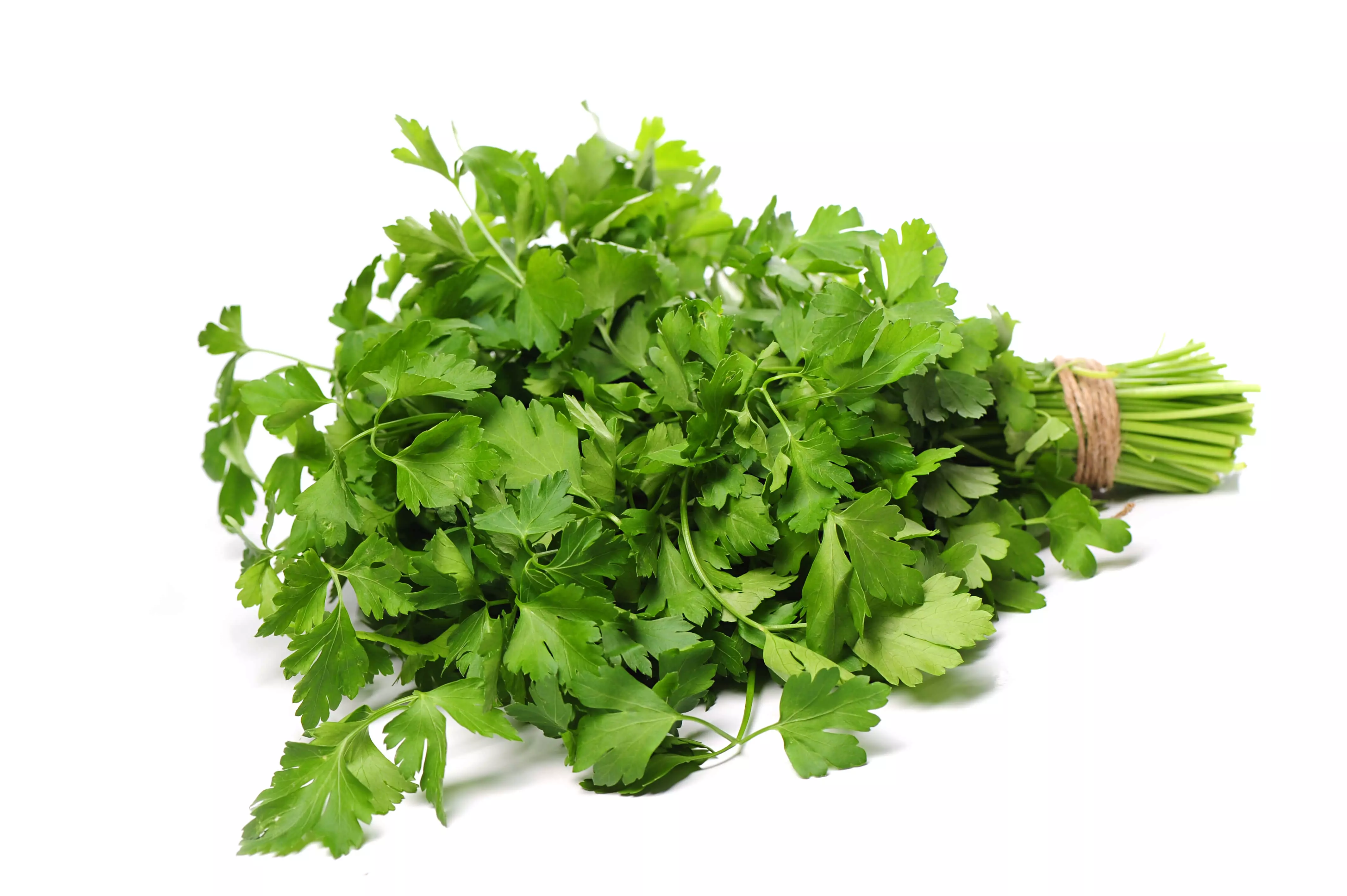 Coriander_fresh-parsley