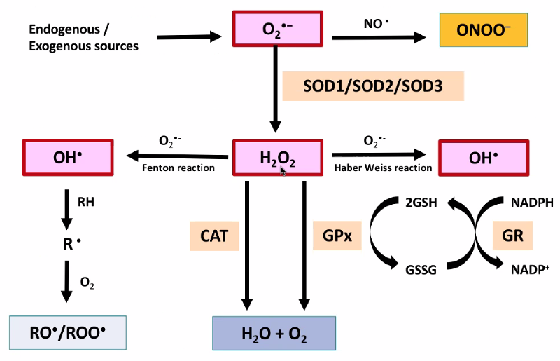 ROS cascade reaction