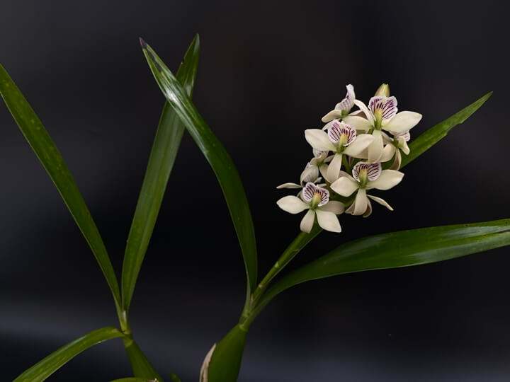 Encyclia radiata 꽃사진