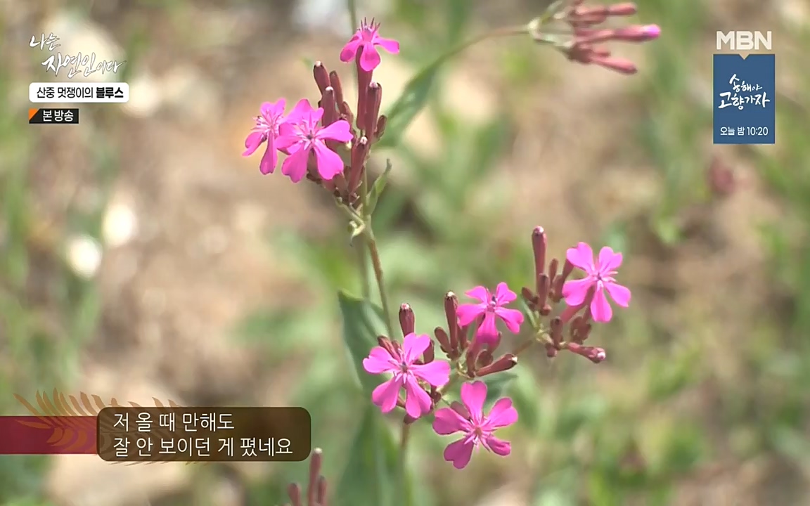 나는 자연인이다.E505.220609p-NEXT.mp4_20220609_200158.527.jpg