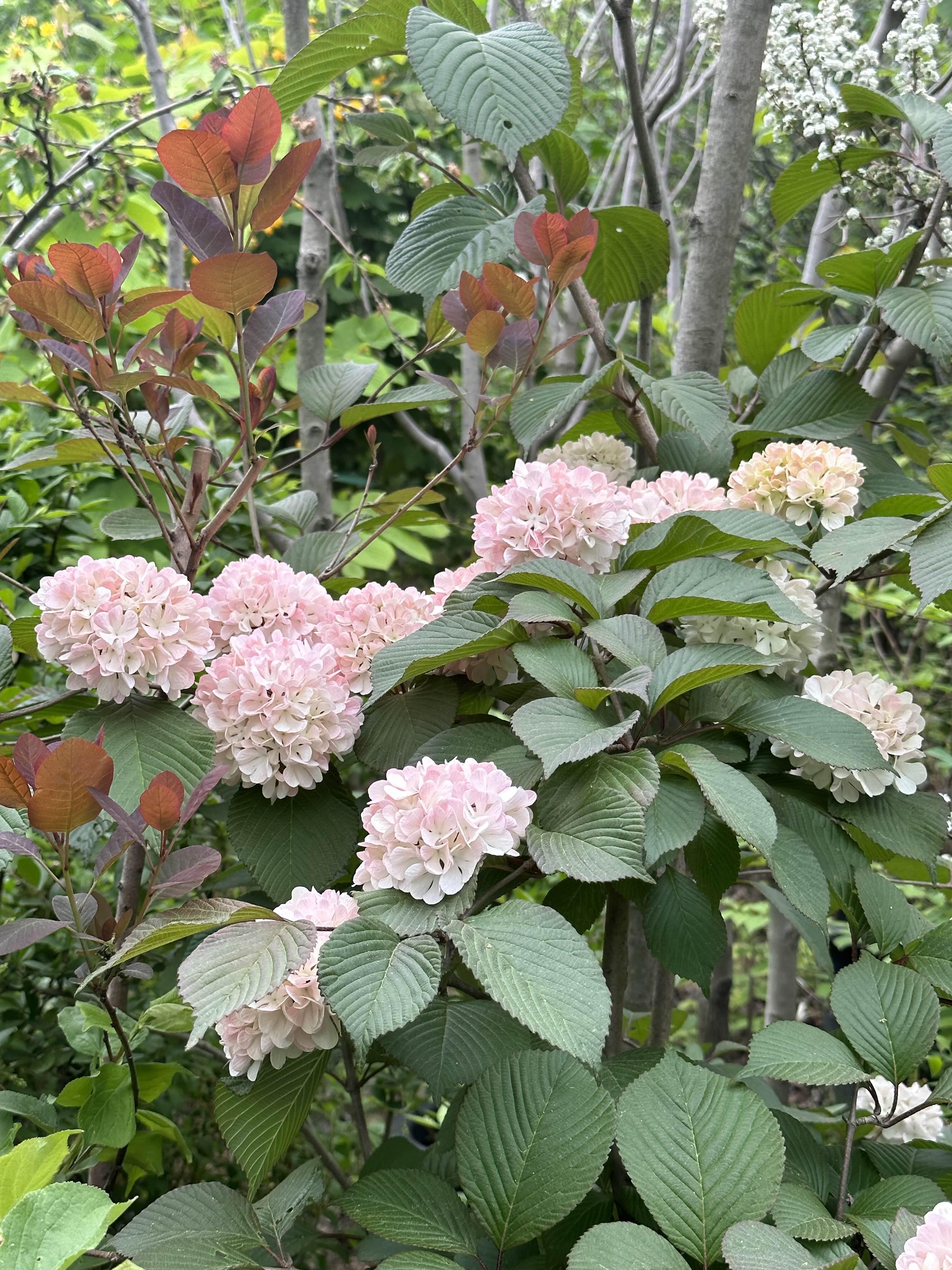 꽃과나무(Flower tree) 이미지
