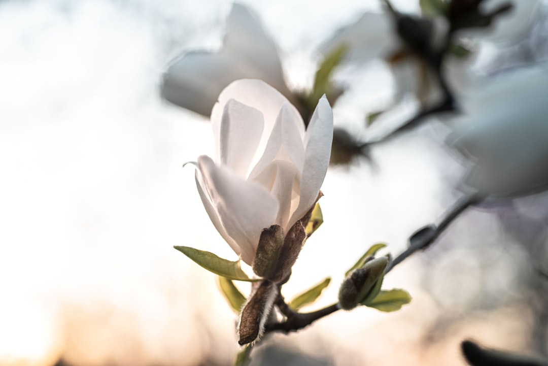 Magnolia