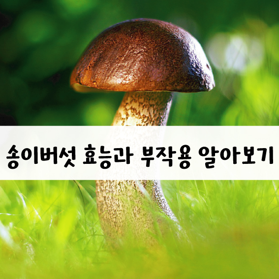 송이버섯 효능과 부작용?