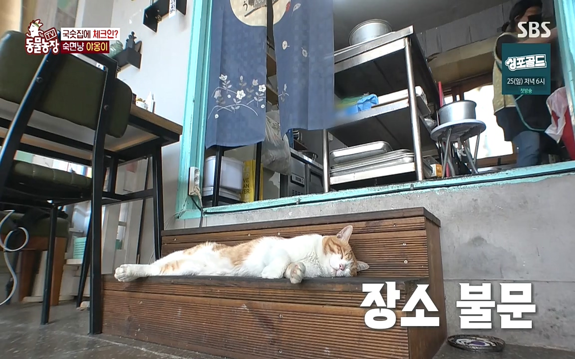 TV 동물농장.E1087.220919p-NEXT.mp4_20220918_180216.335.jpg