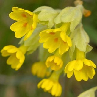  카우슬립 앵초 (COWSLIP) 효능 및 부작용, 섭취법 알고 가세요.