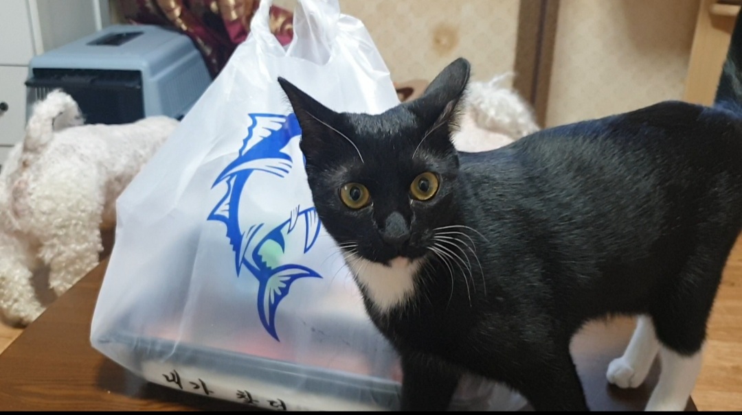  댕냥이 앞에서 참치회를 먹으면?