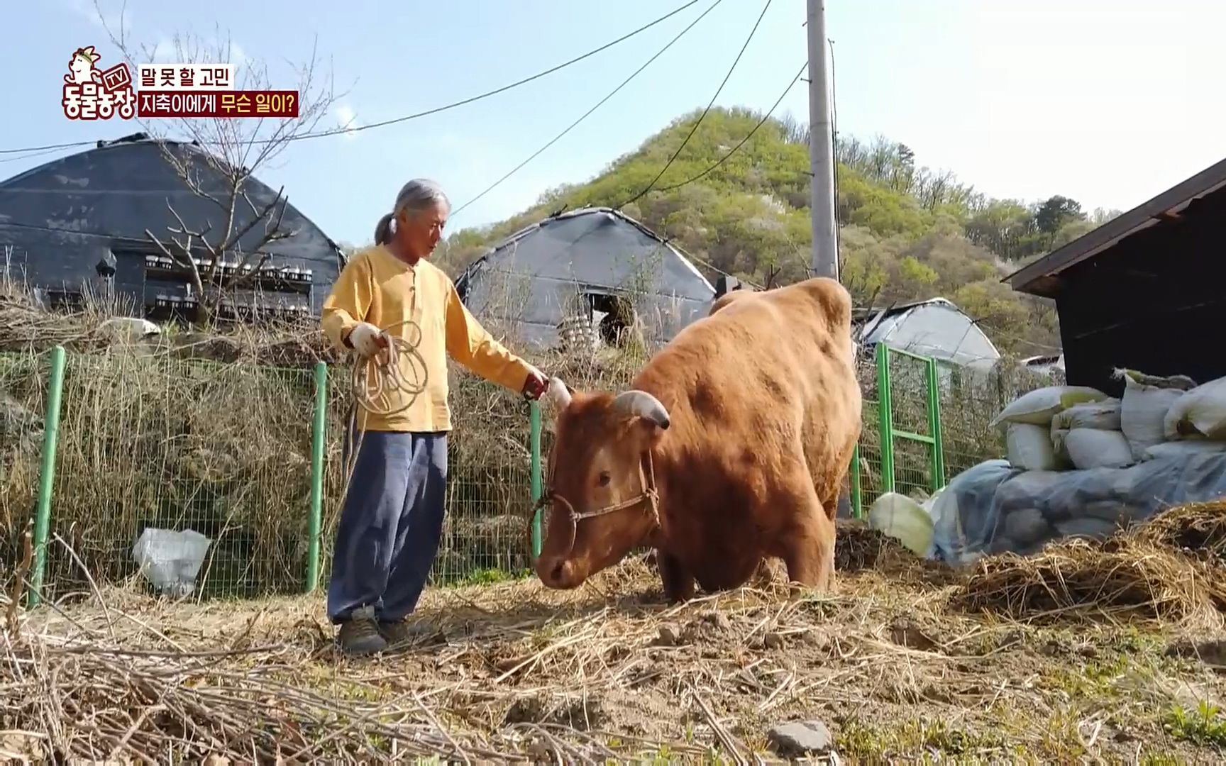 TV 동물농장.E1074.220619p.H264-F1RST.mp4_20220619_181549.370.jpg