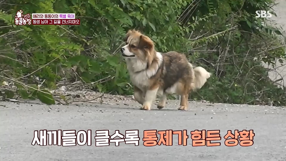 TV 동물농장.E1124.230611p.H264-F1RST.mp4_20230611_173537.758.jpg