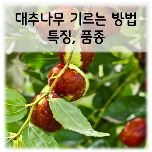  대추나무 어떻게 기르나요?