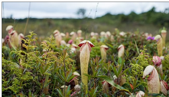  이런! 아주 묘하게 생긴 캄보디아 육식성 식물  VIDEO: Women giggle as they pick 'penis-shaped' carnivorous plant