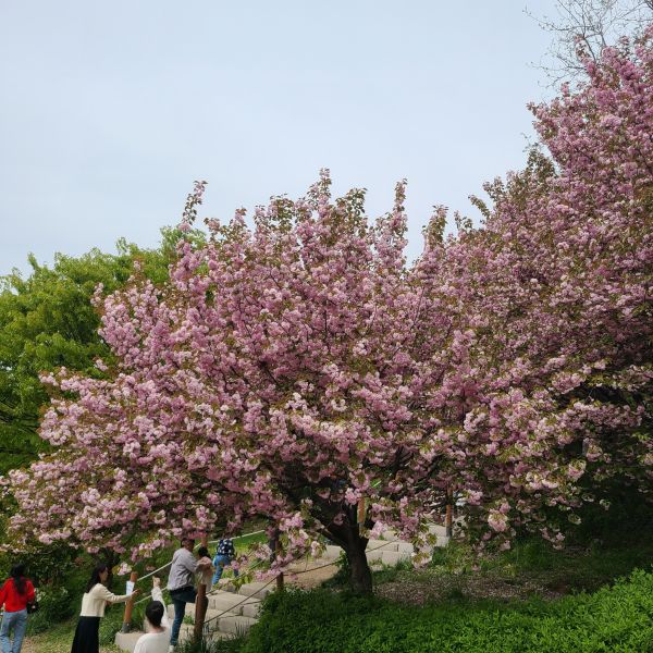 메인겹벚꽃나무우측면