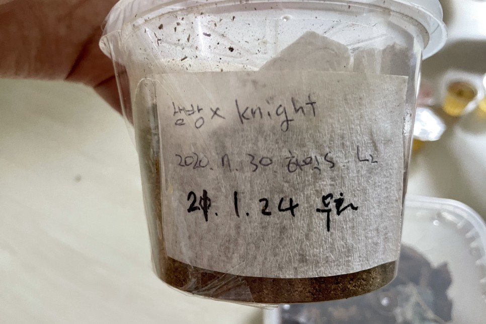 넓적사슴벌레 쌍양자 곤 벌레 사육 단치 11