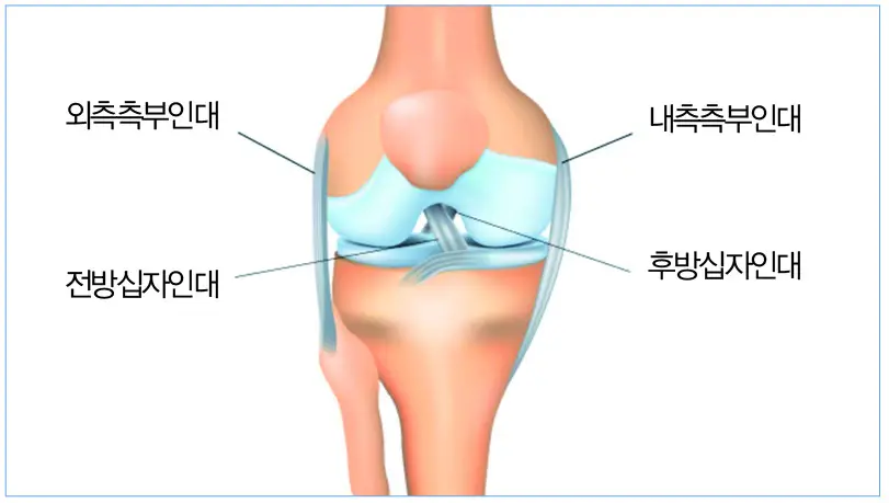 무릎 관절에 좋은 영양제