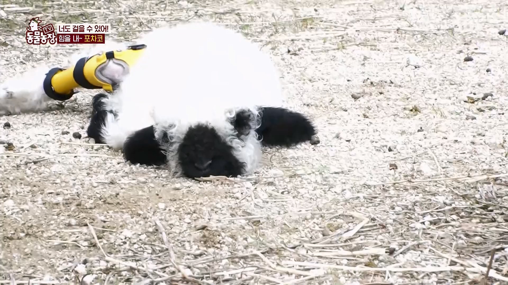 TV 동물농장.E1119.230507p.H264-F1RST.mp4_20230507_135928.788.jpg