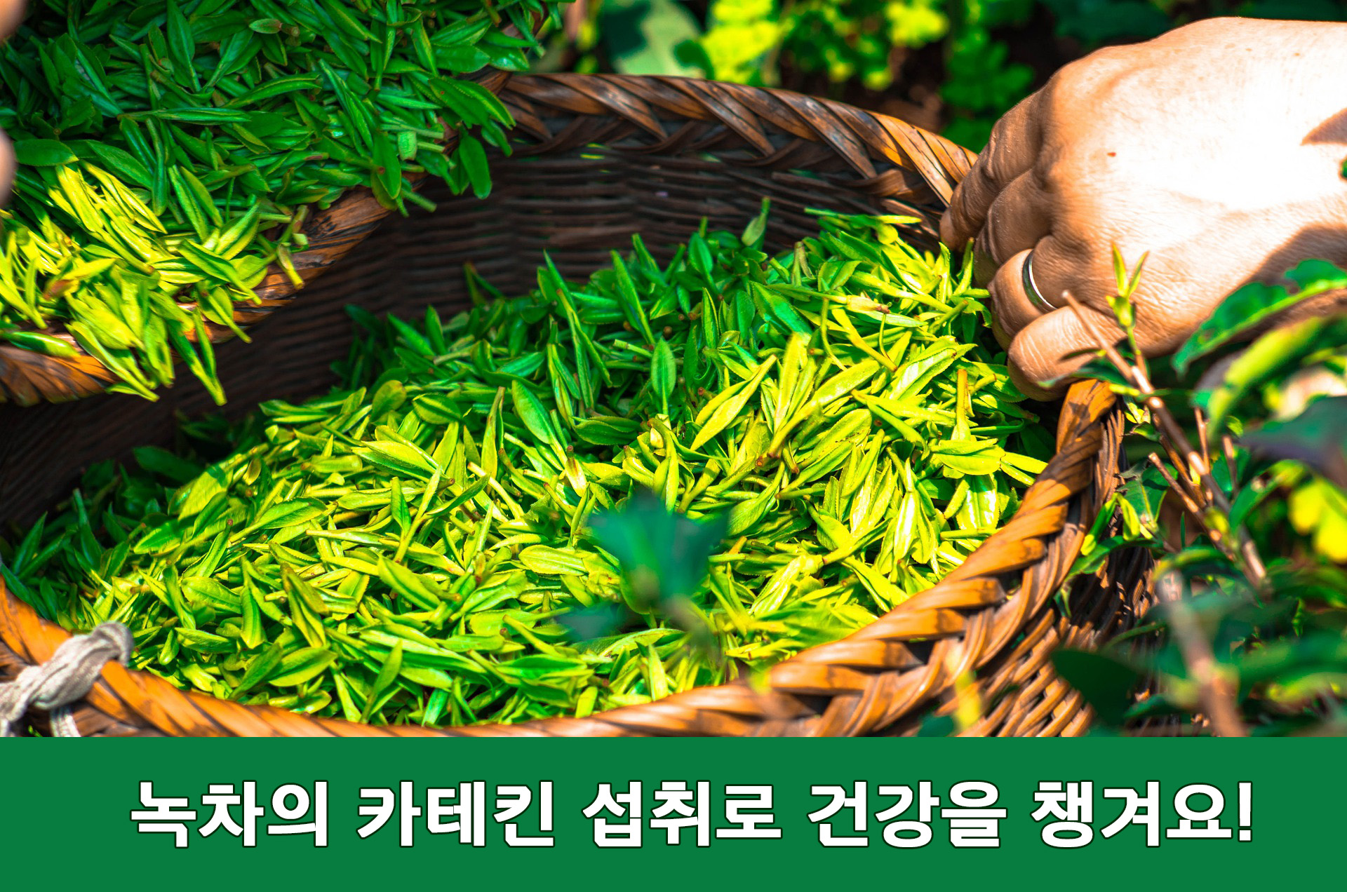  녹차의 카테킨, 녹색 녹차 카테킨의 효능! - 녹차 카테킨으로 건강을 지켜요!