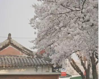 경주벚꽃축제_8