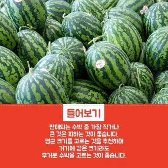 맛있는 수박 고르는법 5가지 feat 좋은 수박 암수 구별법_4