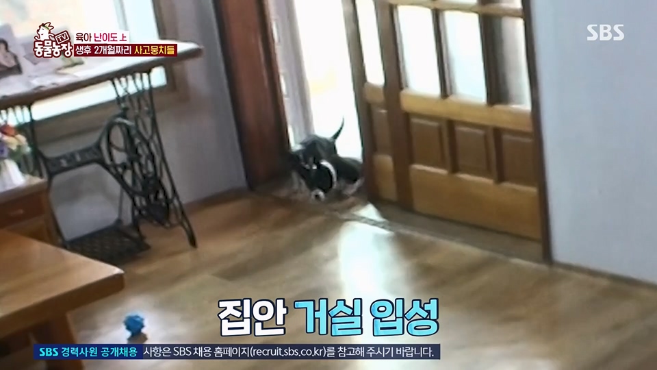 TV 동물농장.E1126.230625p.H264-F1RST.mp4_20230626_204254.913.jpg
