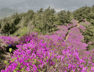 보성-가볼만한곳-철쭉-명소-초암산