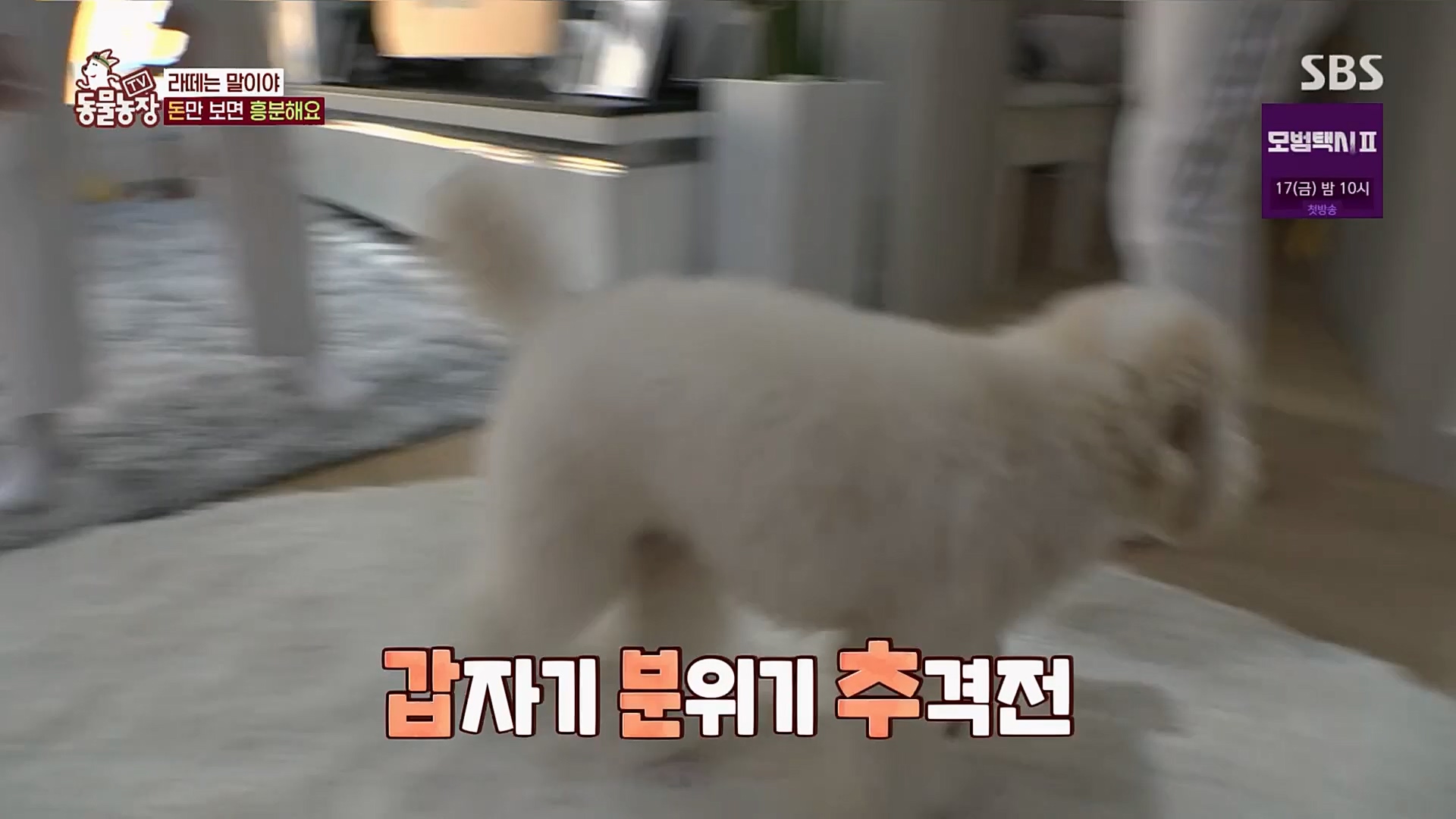TV 동물농장.E1107.230205p.H264-F1RST.mp4_20230205_173930.463.jpg