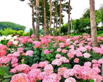 장생포 수국축제_16