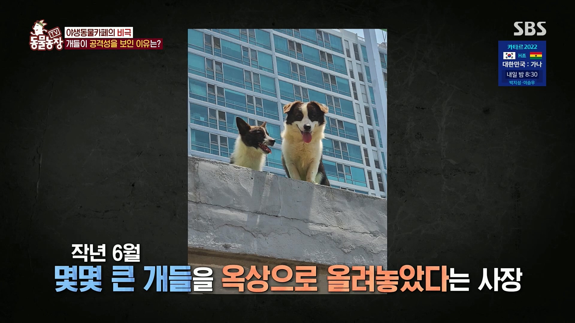 TV 동물농장.E1097.221127p.H264-F1RST.mp4_20221127_181713.368.jpg