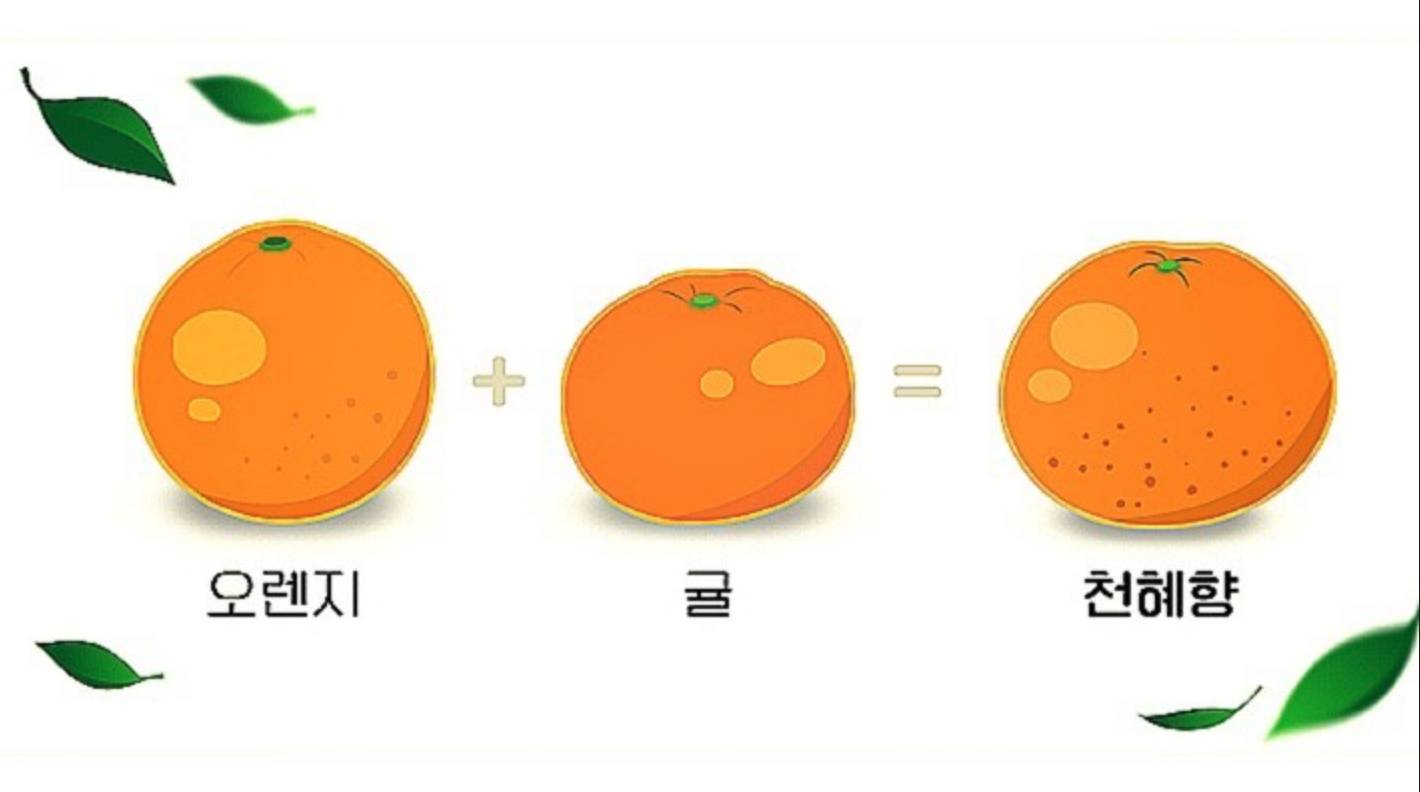 오렌지 귤 천혜향
