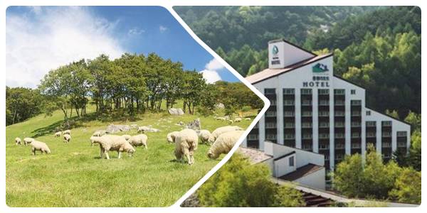 강원도 평창 가볼 만한 곳 대관령 양떼목장 용평리조트