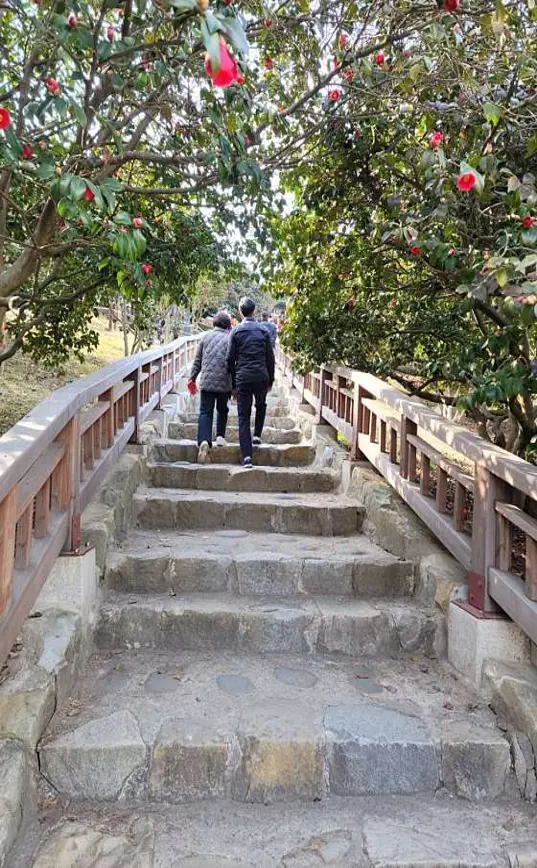 마량리동백나무숲