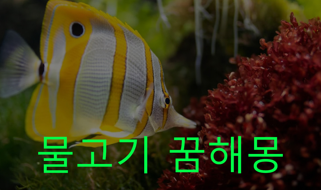 물고기 꿈해몽: 잡는, 죽이는, 보는