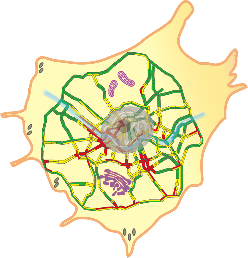 서울의 내부 및 외곽 도로망으로 표현한 세포 소포 교통 혼잡 현상