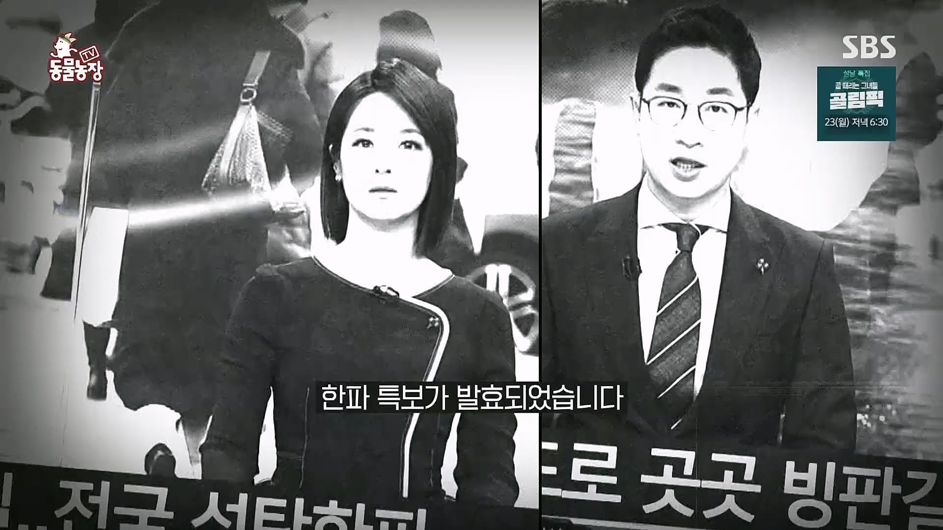 TV 동물농장.E1104.230115p.H264-F1RST.mp4_20230115_173204.481.jpg