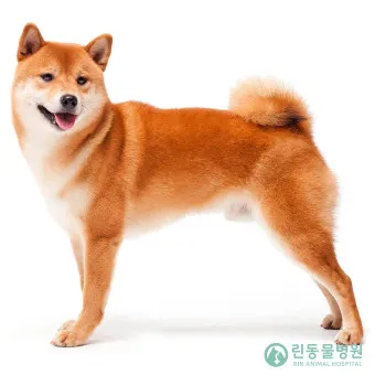 시바견 분양 가격 성격 몸무게 장단점 털빠짐_21