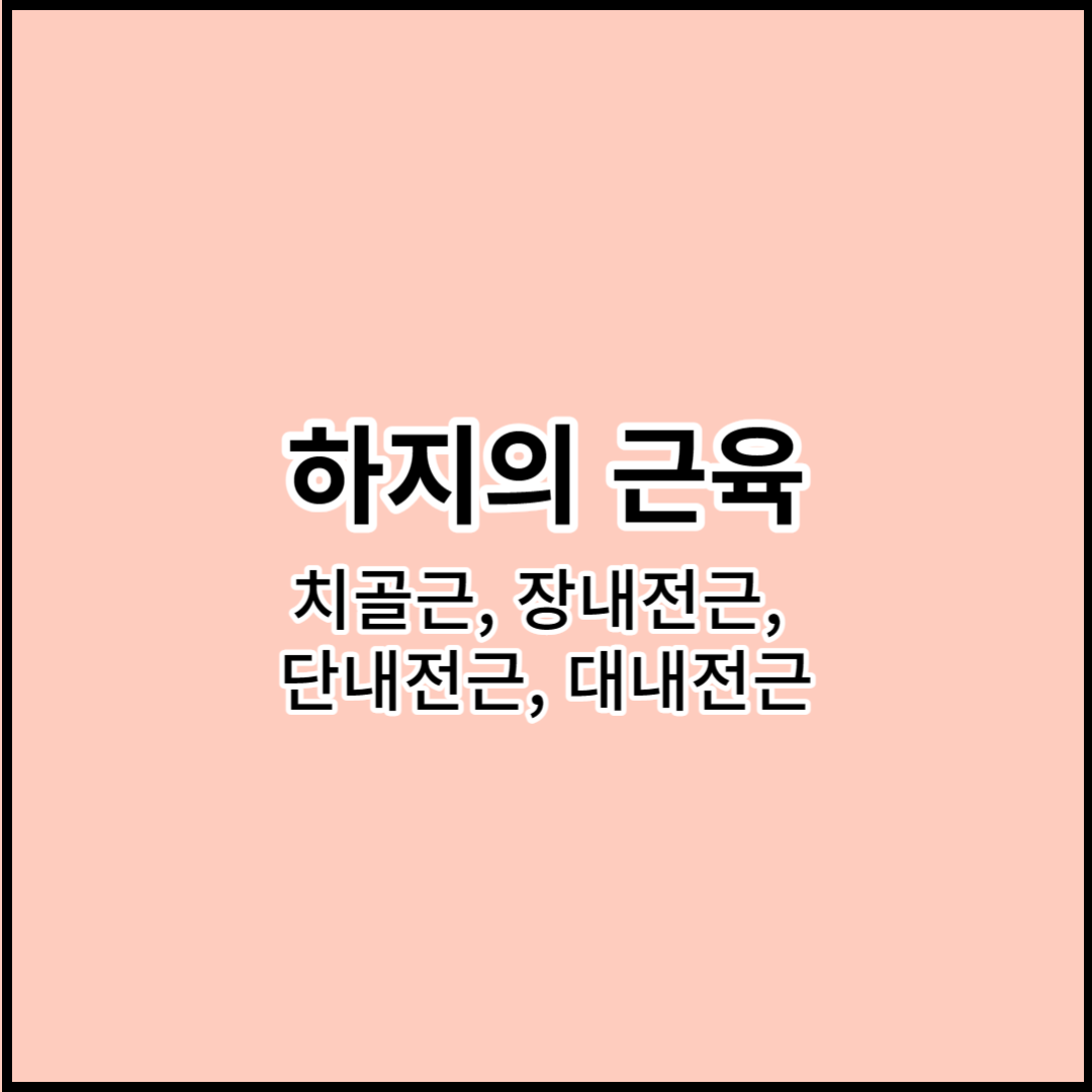 해부학 하지의 근육: 치골근&#44; 장내전근&#44; 단내전근&#44; 대내전근 기시&#44; 정지&#44; 작용&#44; 신경지배