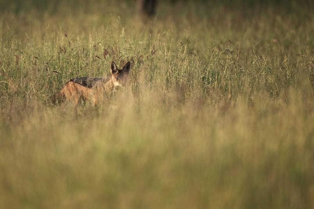 Jackal