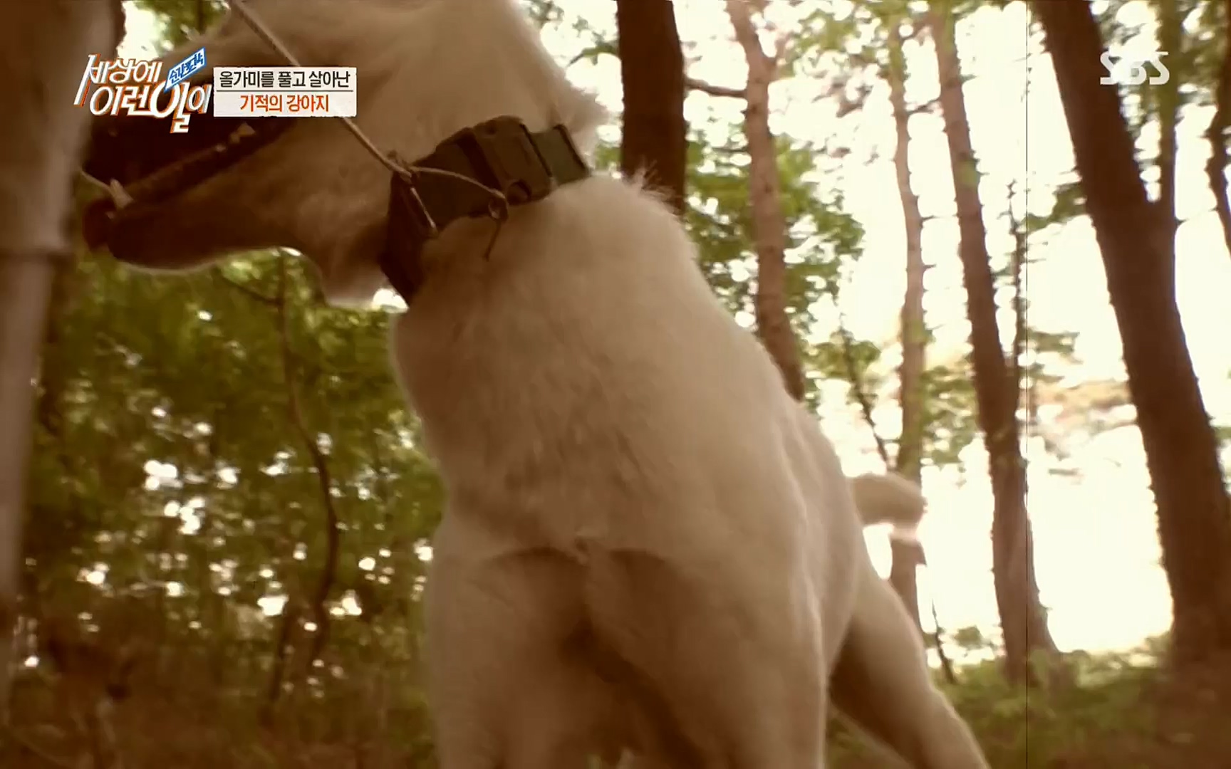 순간포착 세상에 이런일이.E1184.220614p.H264-F1RST.mp4_20220615_201707.589.jpg