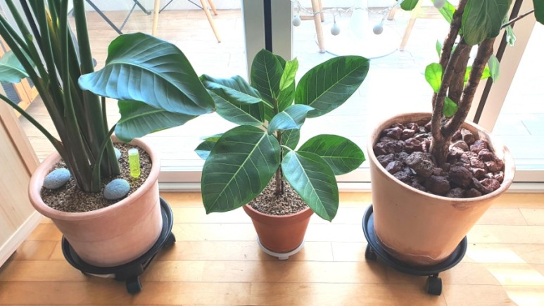 식물 인테리어로 뱅갈고무 나무 키우기 집에서 키우는 거실 반려 4