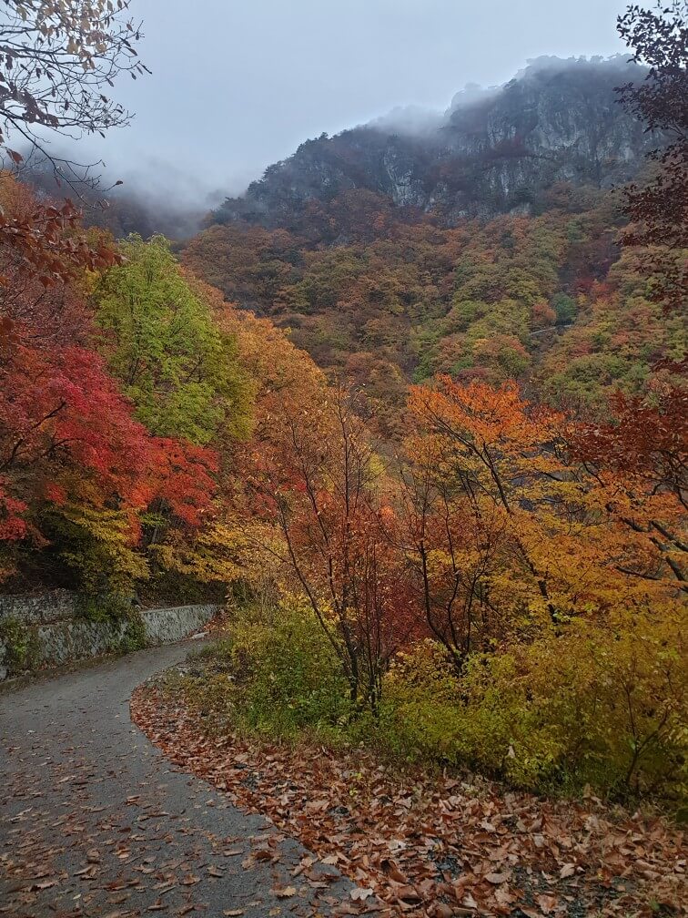 가을 신불산 단풍