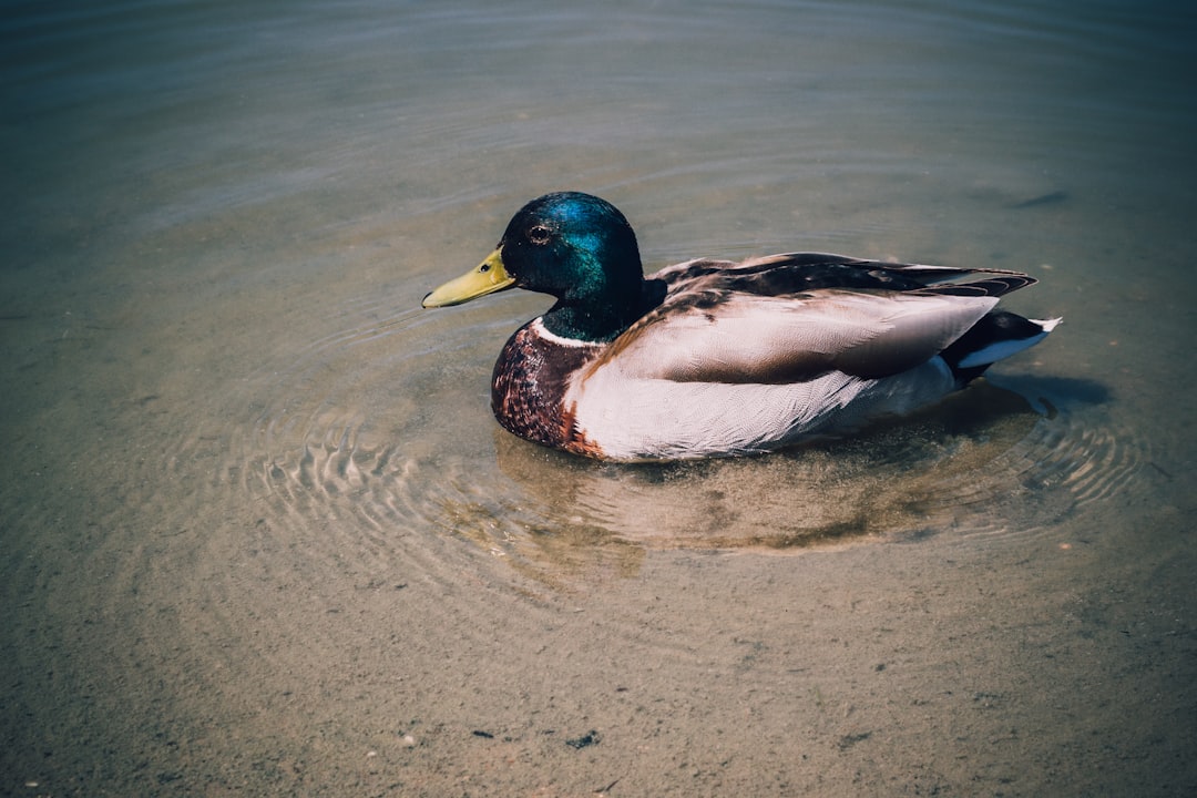 Duck