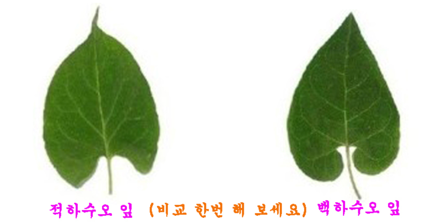 하수오 효능 13가지 먹는법